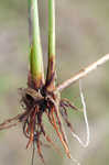 Sharpscale flatsedge